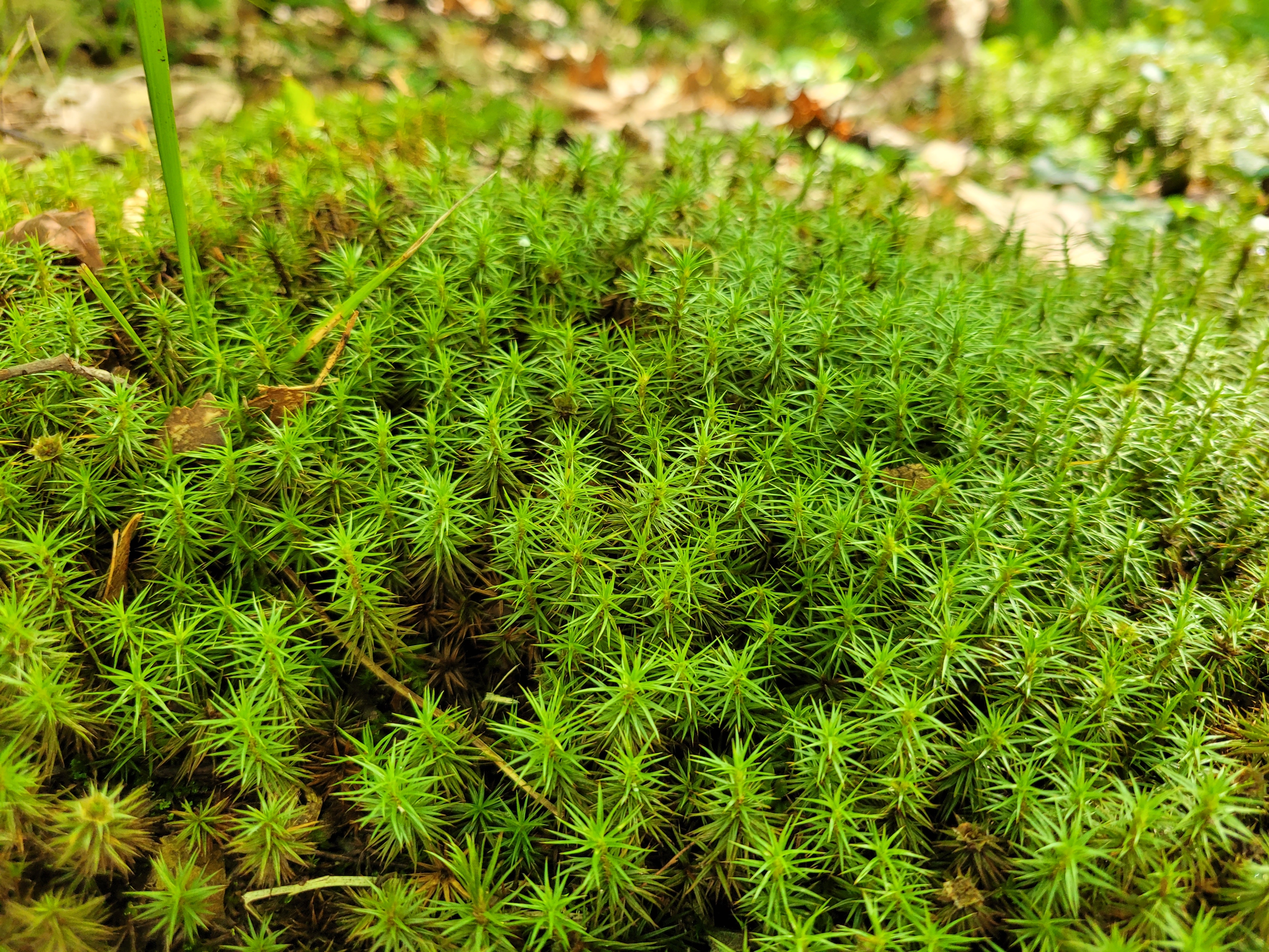 Chipmoss plant of the day – Notes of a Neuropsychiatry Amateur